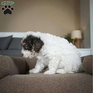 BARNEY, Miniature Poodle Puppy